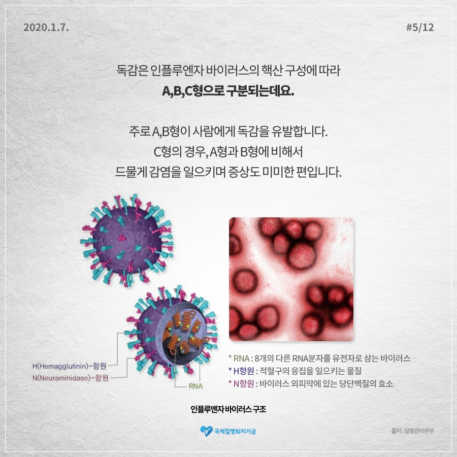 2020.1.7. 12페이지 중 5페이지 독감은 인플루엔자 바이러스의 핵산 구성에 따라 A,B,C형으로 구분되는데요. 주로 A,B형이 사람에게 독감을 유발합니다. C형의 경우, A형과 B형에 비해서 드물게 감염을 일으키며 증상도 미미한 편입니다. <인플루엔자 바이러스 구조> H(Hemagglutinin)-항원 N(Neuraminidase)-항원 *RNA:8개의 다른 RNA분자를 유전자로 삼는 바이러스 *H항원:적혈구의 응집을 일으키는 물질 *N항원:바이러스 외피막에 있는 당단백질의 효소 국제질병퇴치기금 출처:질병관리본부 사진4